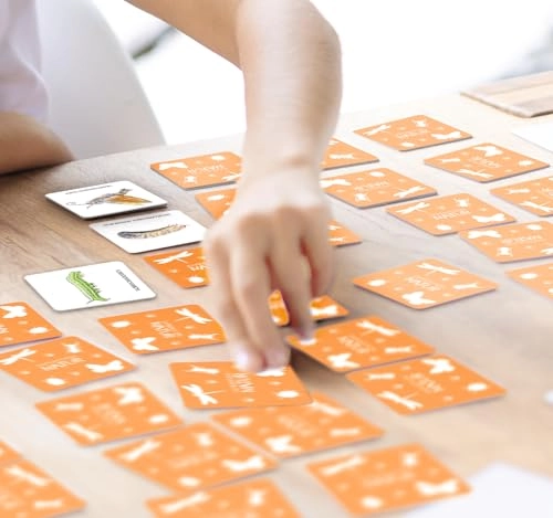 Das große Insekten Memo: Wer findet die meisten Paare? (English, German)