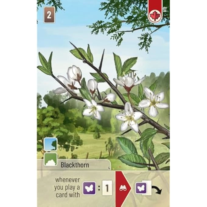 Forest Shuffle Woodland Edge - 10 years and up