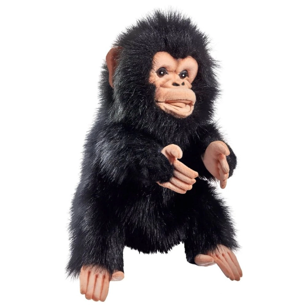 HANSA LOCAL Chimpanzee
