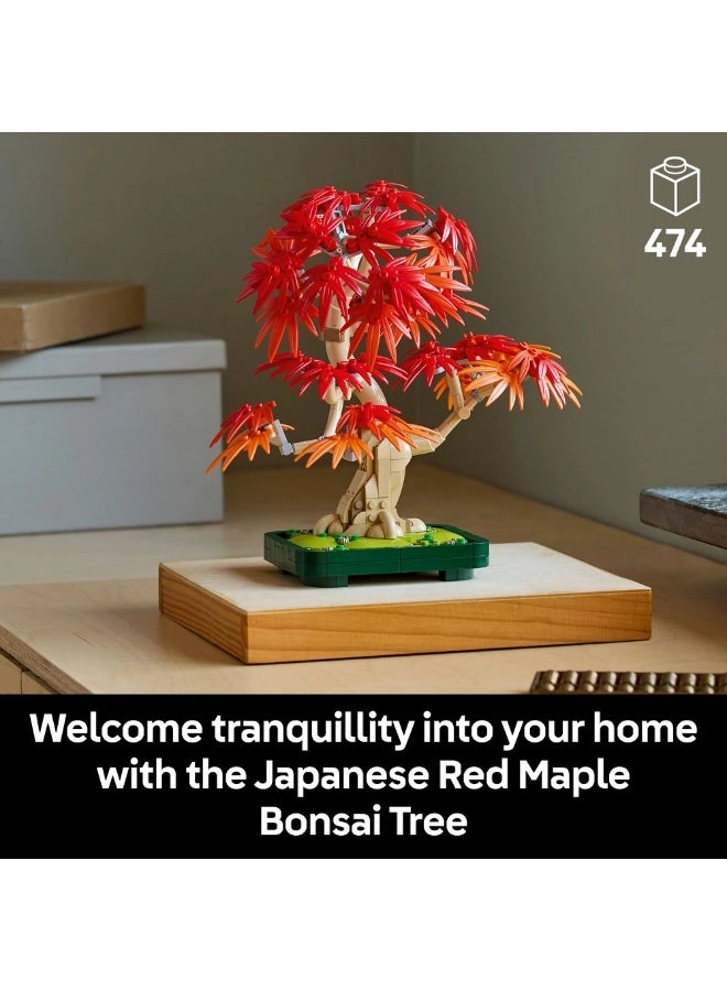 Japanese Red Maple Bonsai Tree (10348) - Botanicals