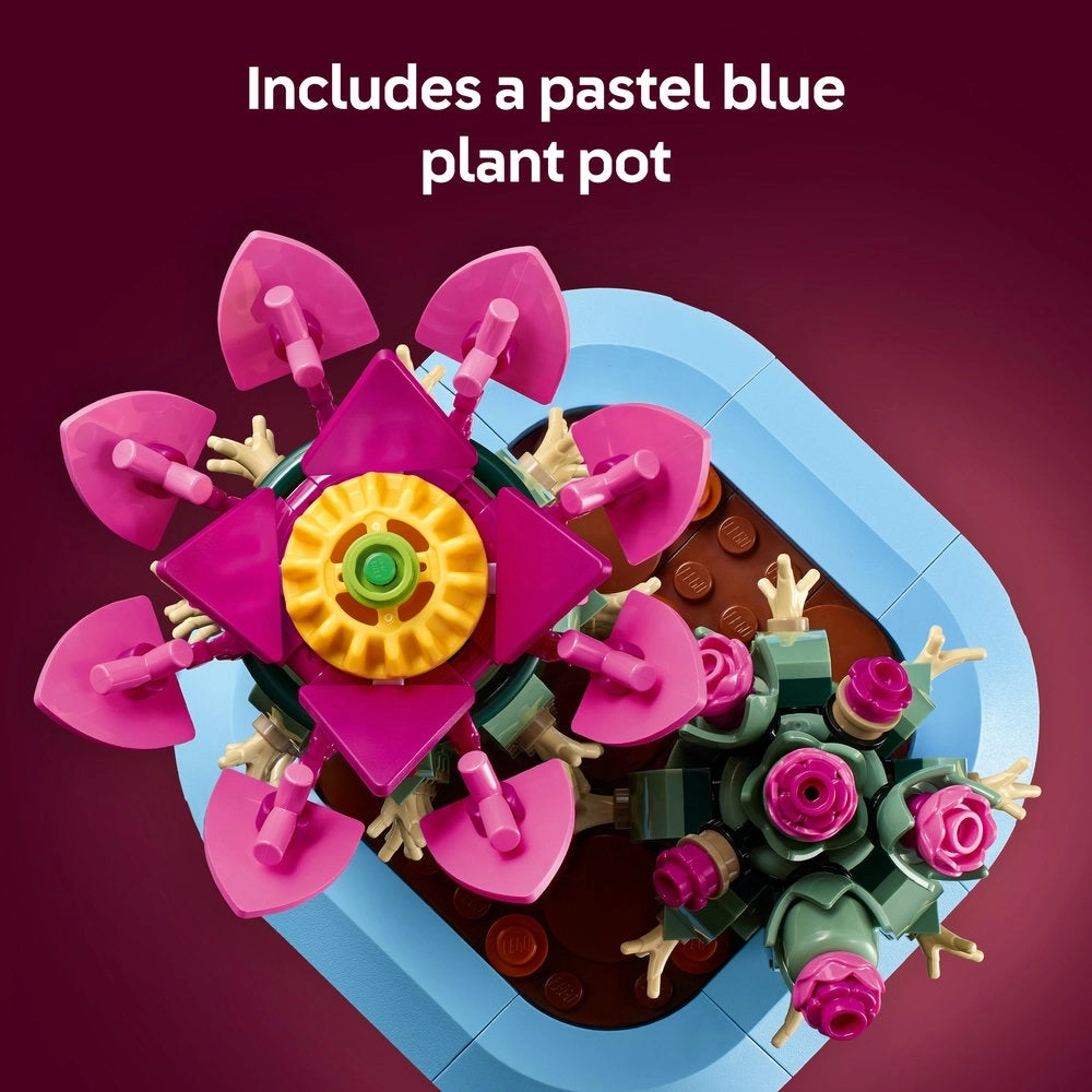 Flowering Cactus (11509)