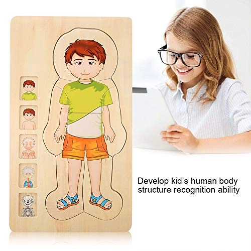 Human Body Structure Multilayer Brick Toy - 1 piece