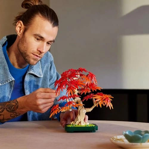 Japanese Red Maple Bonsai Tree (10348) - Botanicals