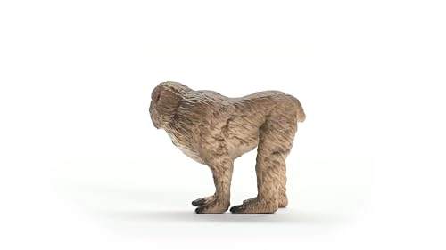 Japanese Macaque - 4+