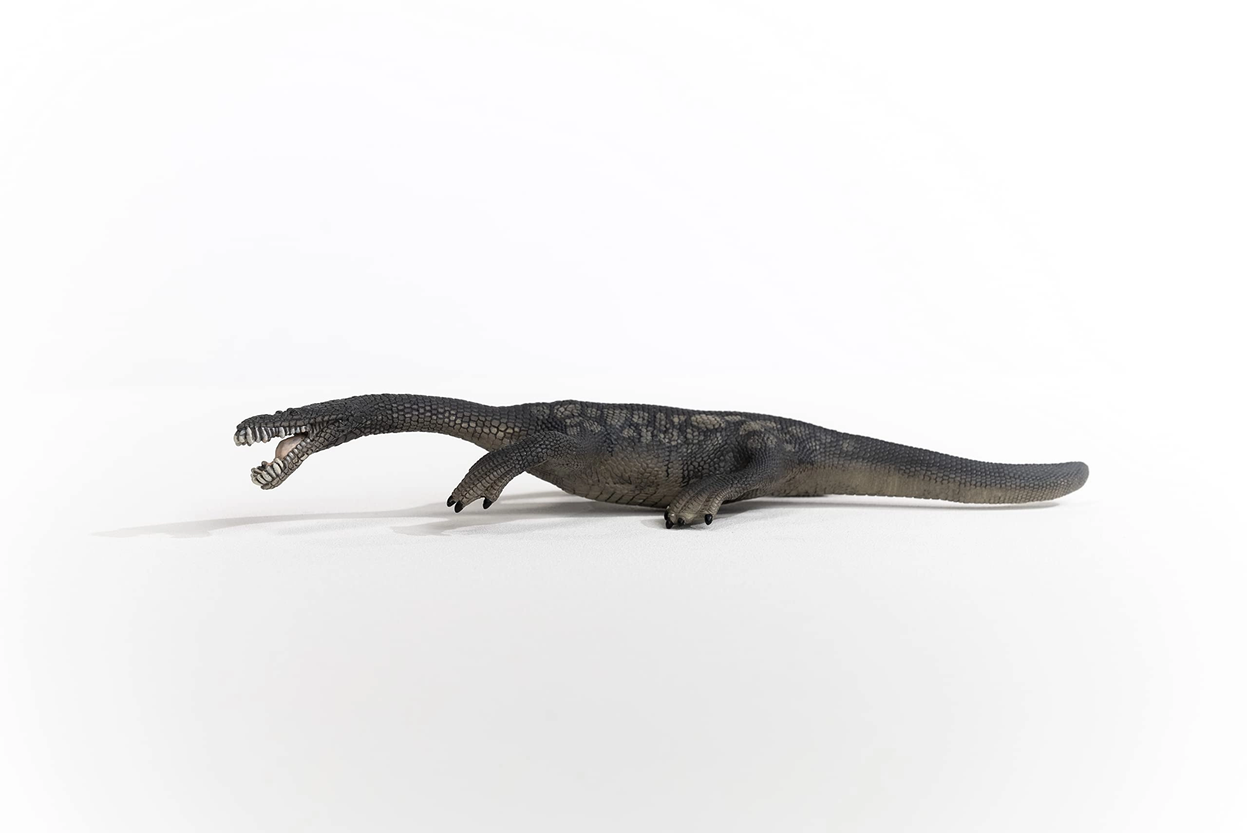 Nothosaurus - 36.0 yr(s) 1 piece