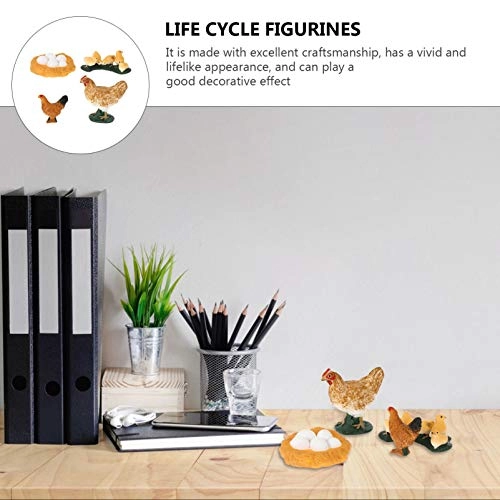 Chick Life Cycle Exploration Set Biology - 4 pieces