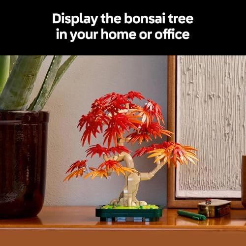 Japanese Red Maple Bonsai Tree (10348) - Botanicals