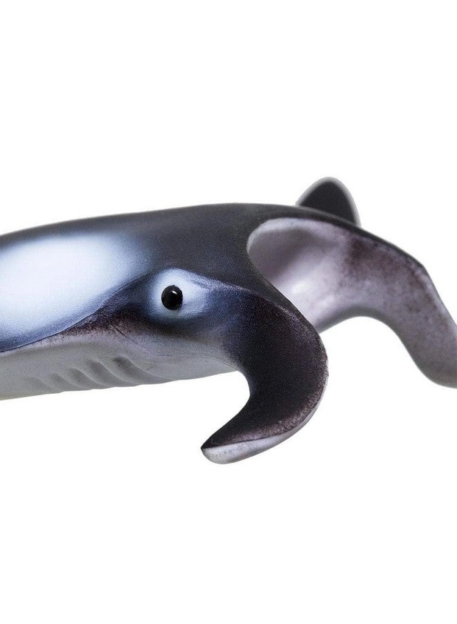 Sea Creature - Manta Ray