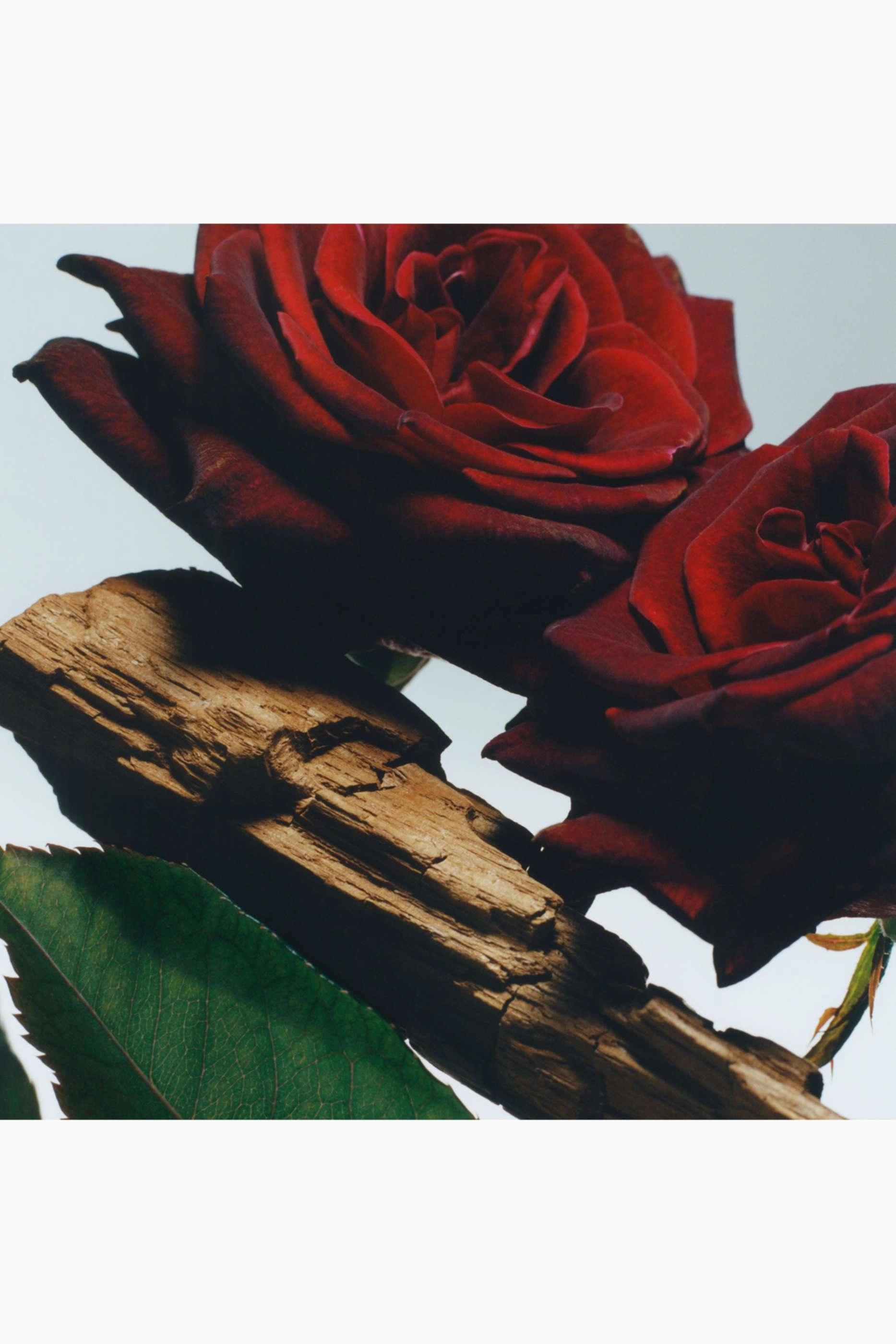 Velvet Rose & Oud Cologne Intense - 50ml