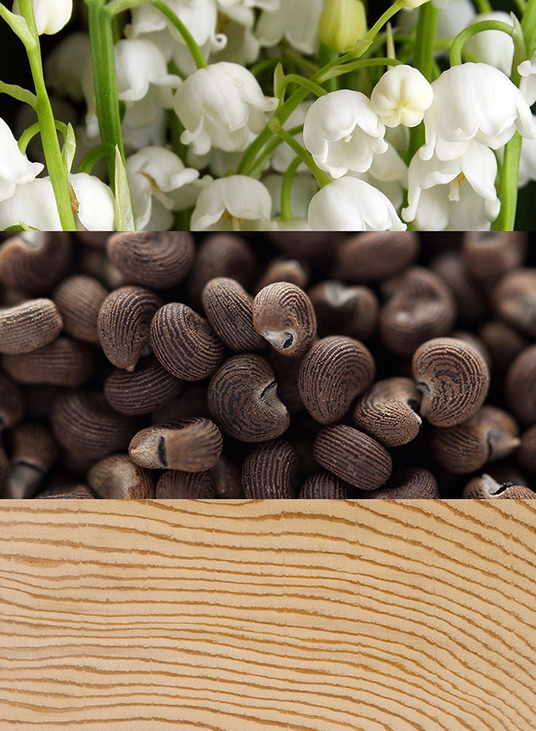 Beauty Eau de Parfum 50ml