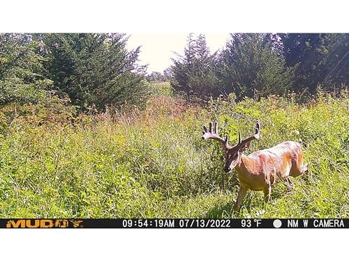 Morph - Verizon Cellular 26MP