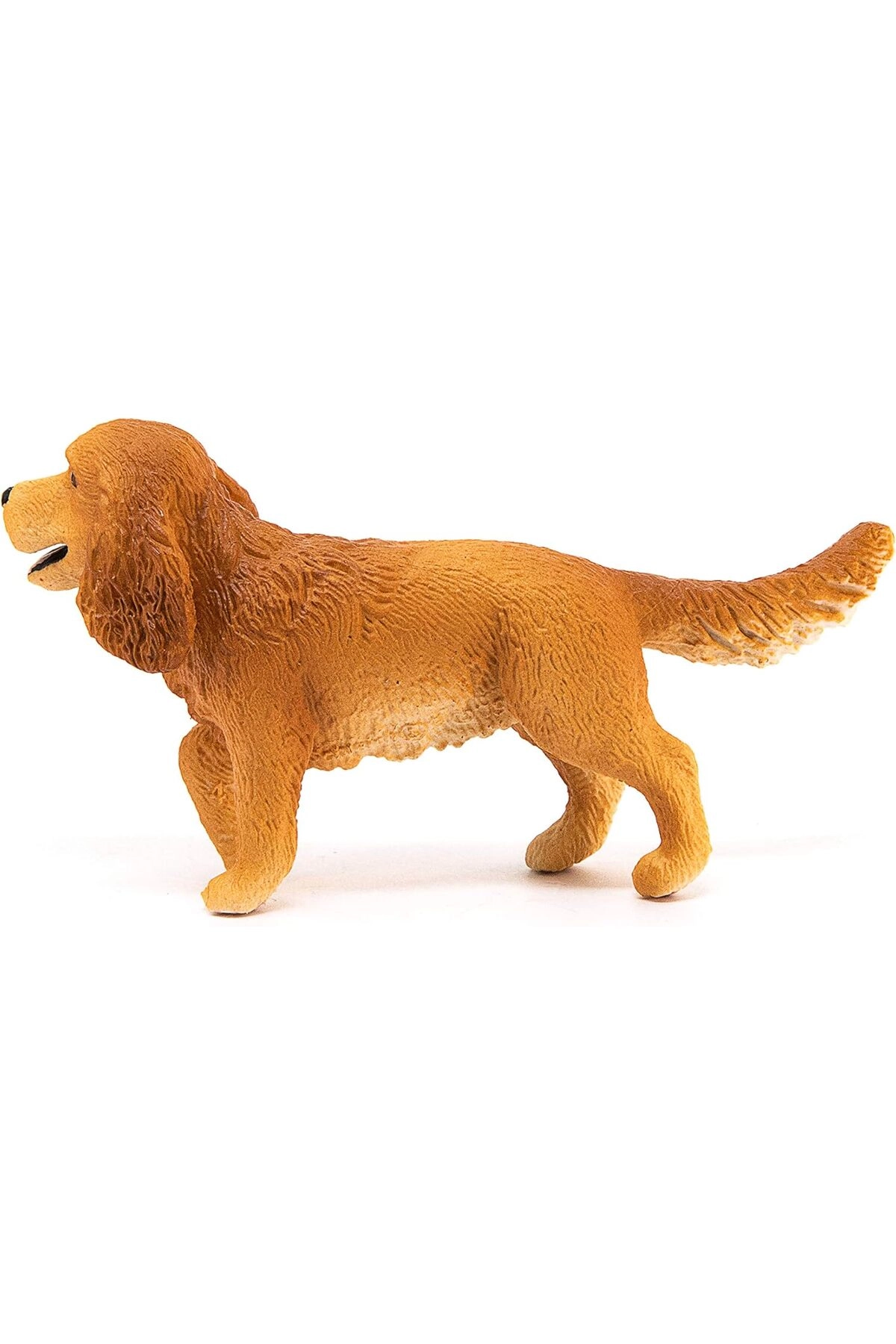English Cocker Spaniel - 3yr 1pc