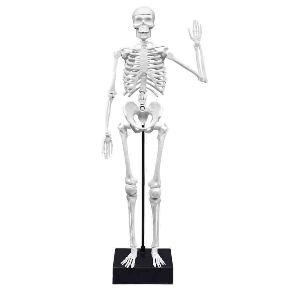 Skeleton - Anatomy - 8 to 13 years+