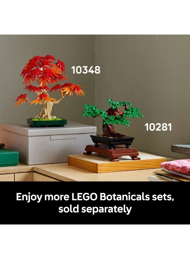 Japanese Red Maple Bonsai Tree (10348) - Botanicals