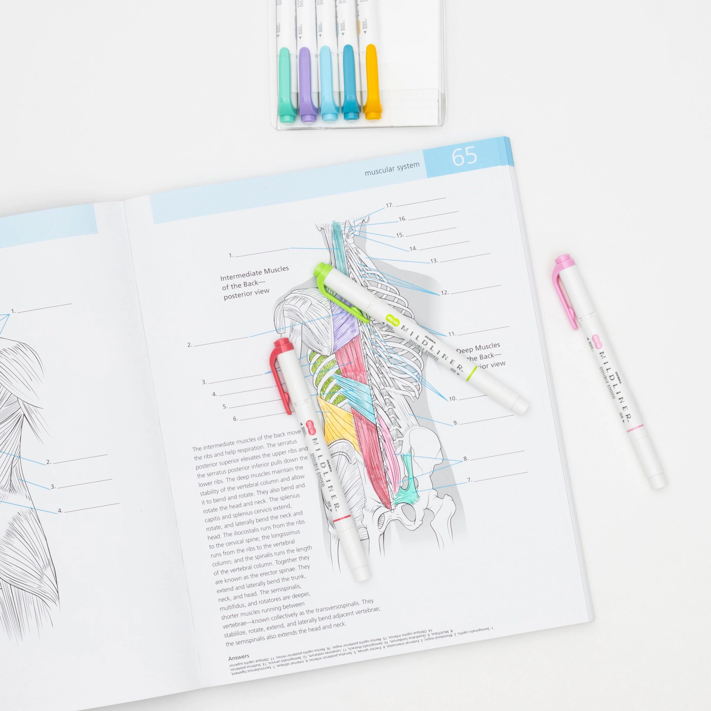 Mildliner - Assorted Chisel