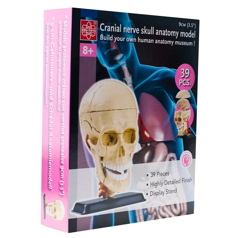 Cranial Nerve Skull Science - Anatomy - 8 years+ 39 pieces