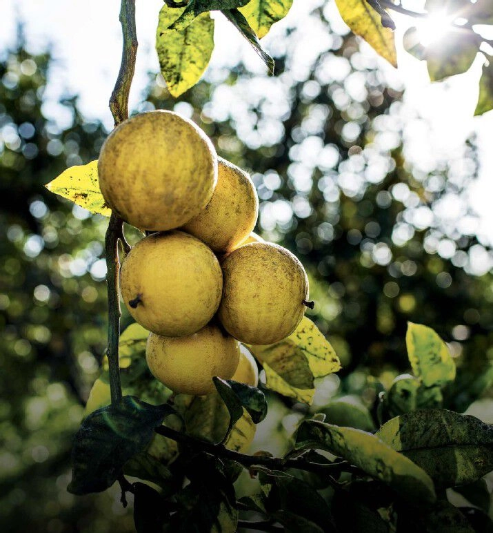 Eau Sauvage Eau de Toilette 200ml