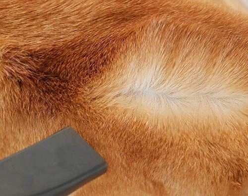 Dog Hair Dryer - 2000W Stepless Adjustable Speed