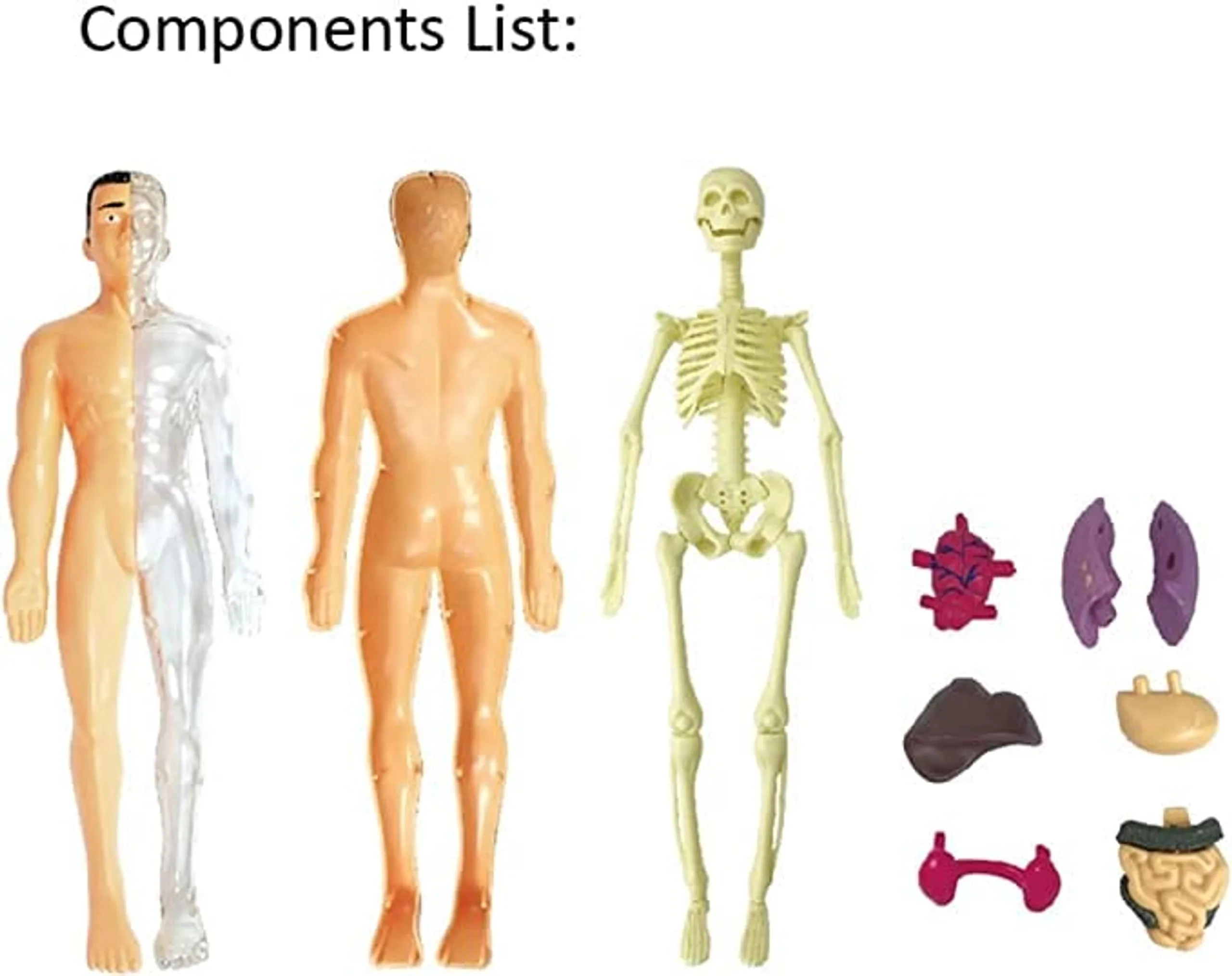 Human Body Anatomy DIY STEM Kit Science - 6 years+