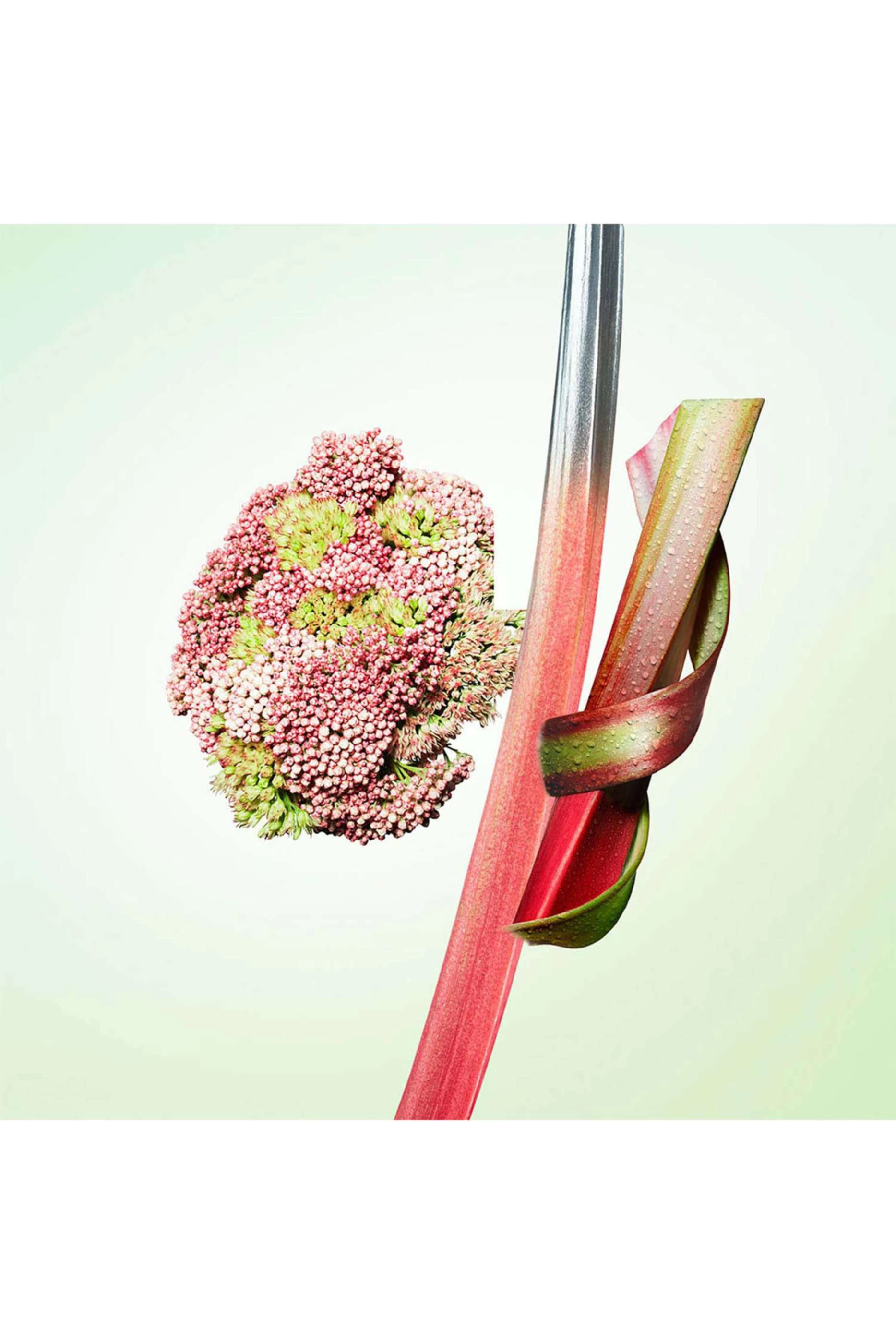 Infusion de Rhubarbe Eau de Parfum 100ml