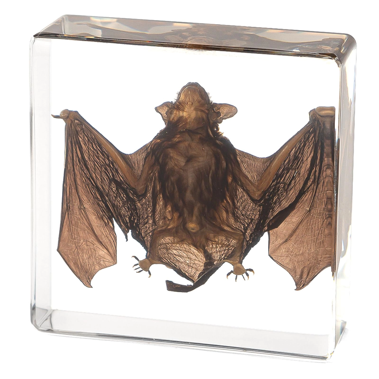 hudirgo Real Taxidermy Bat in Resin