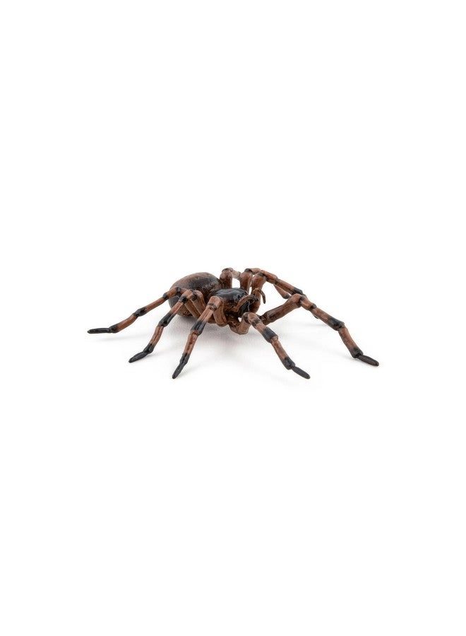 Wildlife - Common Spider (50292)