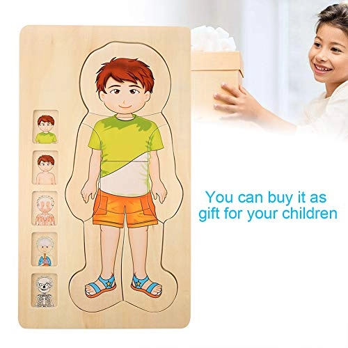 Human Body Structure Multilayer Brick Toy - 1 piece