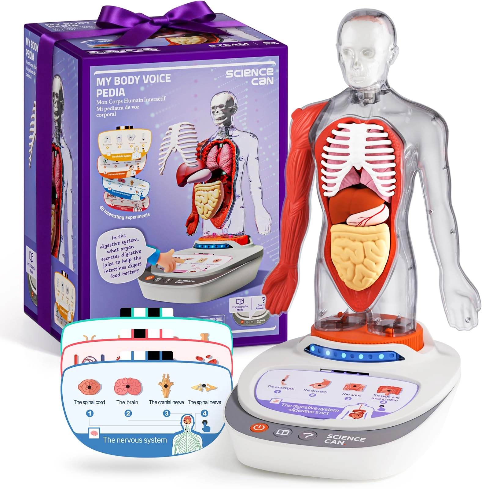 Science Can Human Body Model Anatomy - 6 years+ 17 pieces