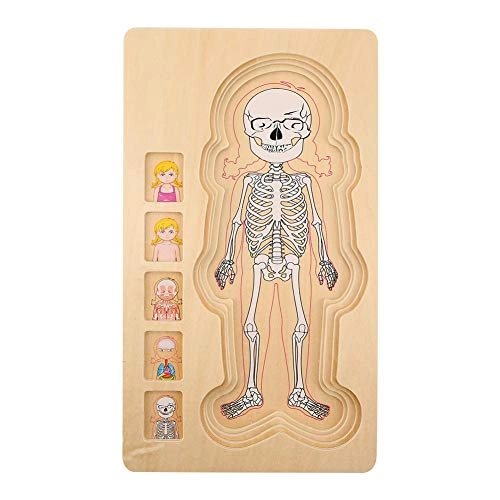 Human Body Structure Multilayer Brick Toy - 1 piece