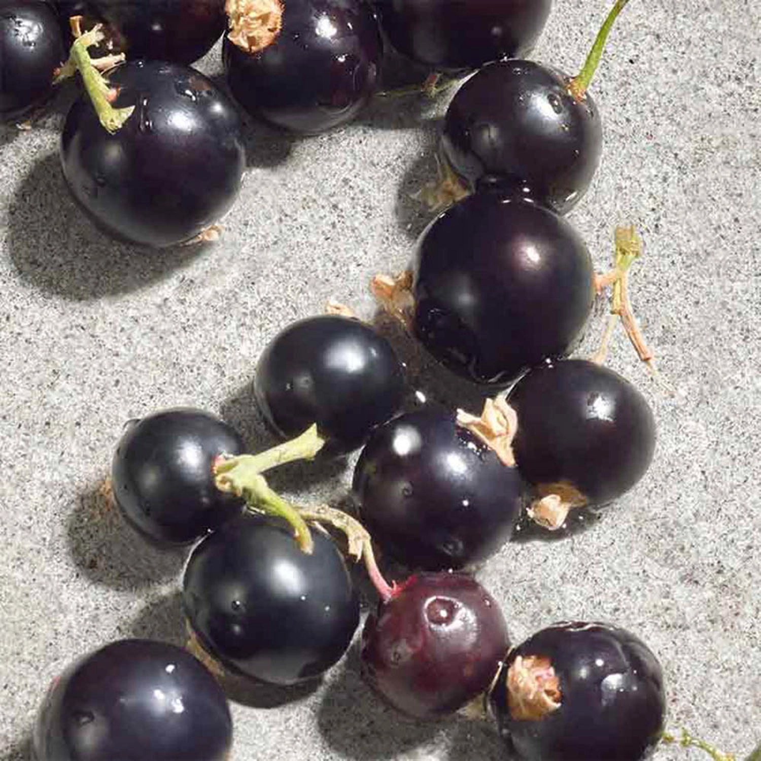 Dolce Violet Eau de Toilette 50ml