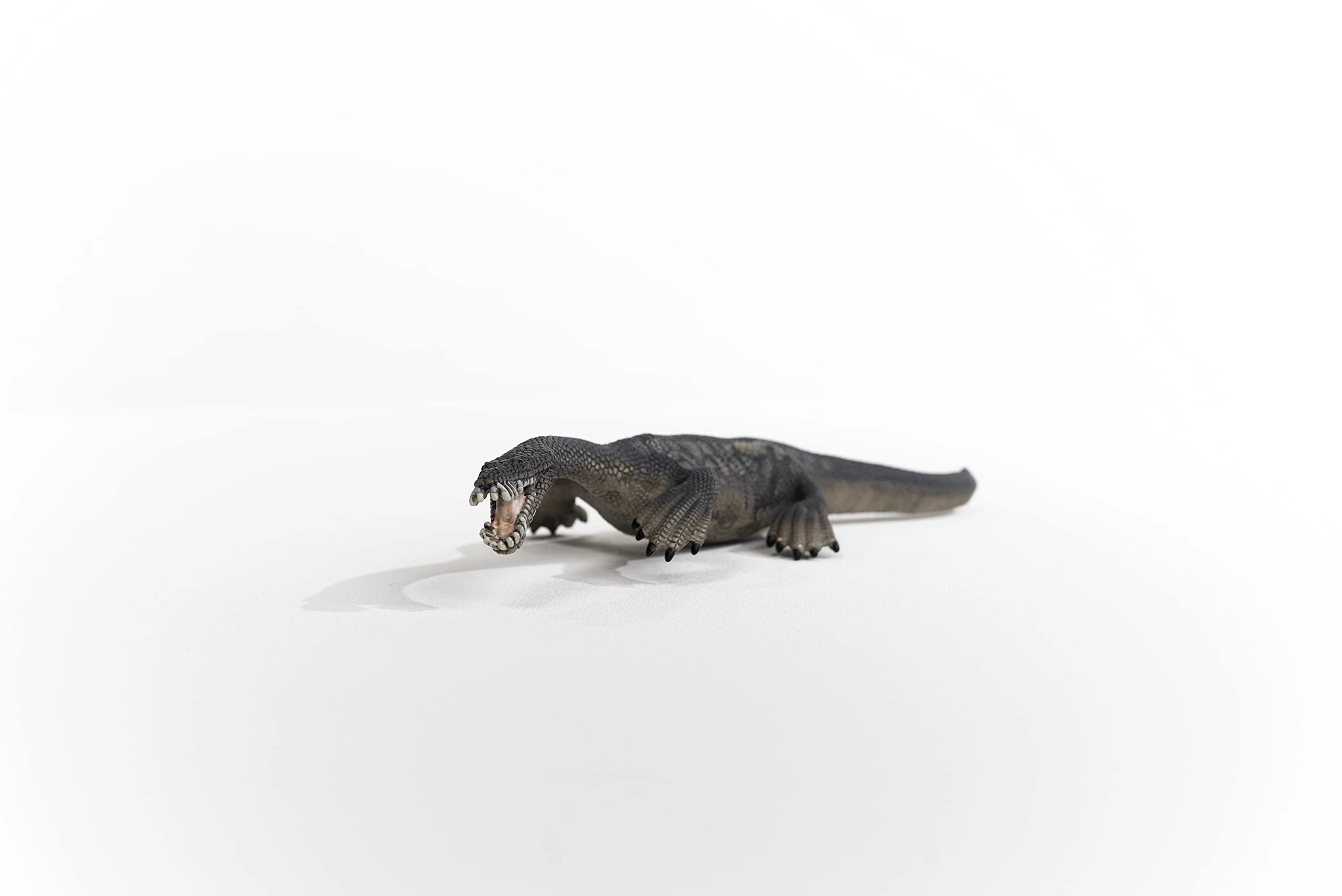 Nothosaurus - 36.0 yr(s) 1 piece