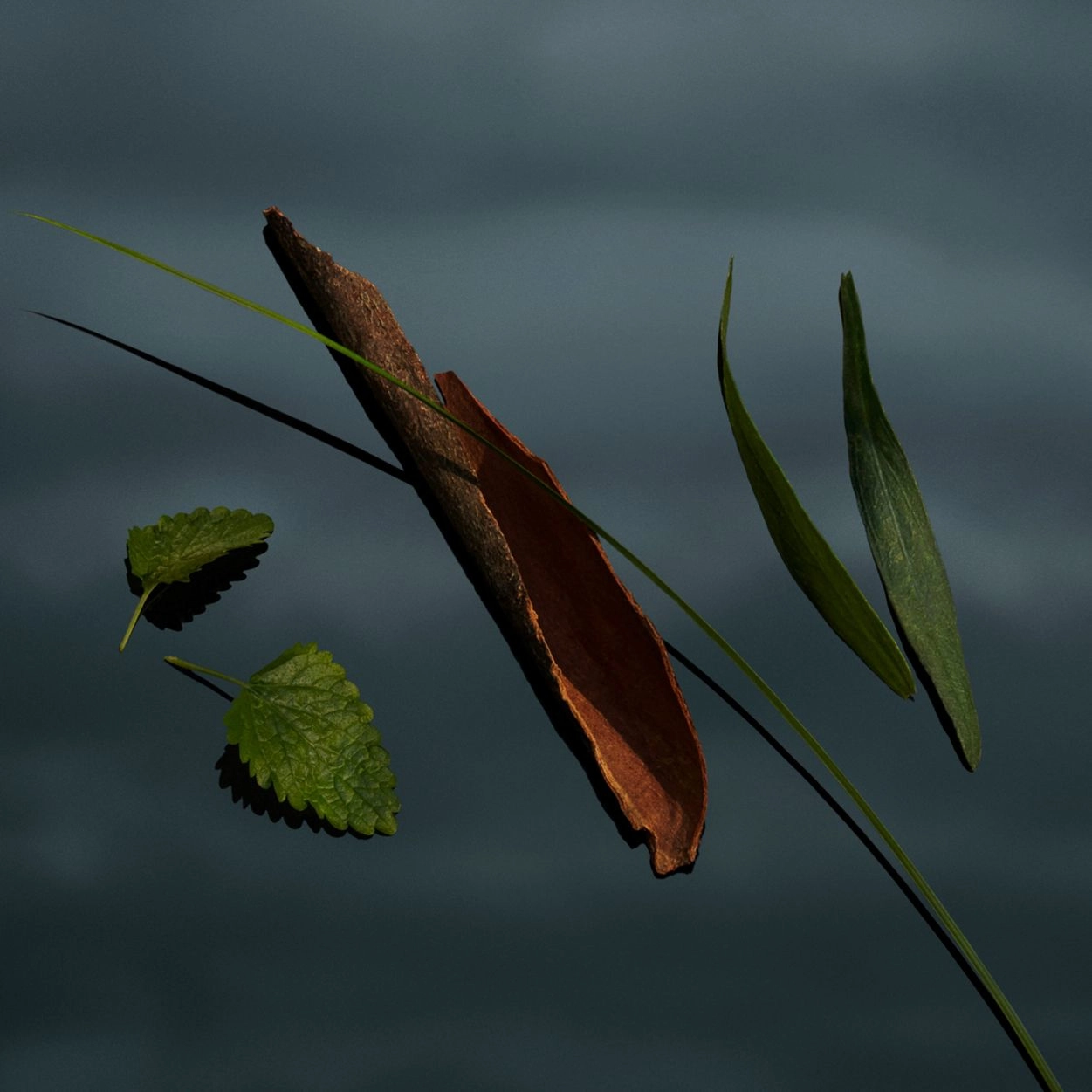 Mr Burberry Eau de Parfum 50 ml