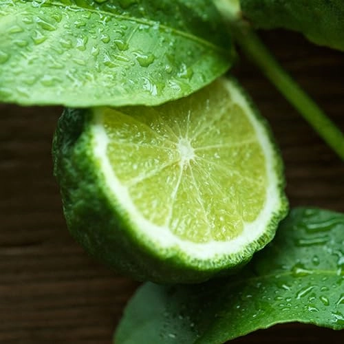 Polo 67 Eau de Toilette 125ml