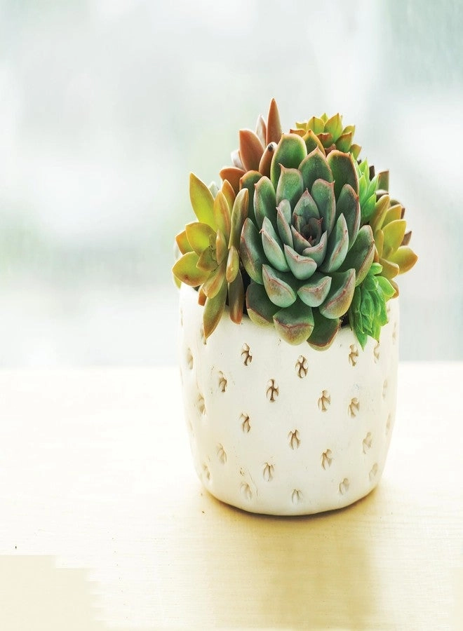 Activ-Clay - Natural 1 Kg