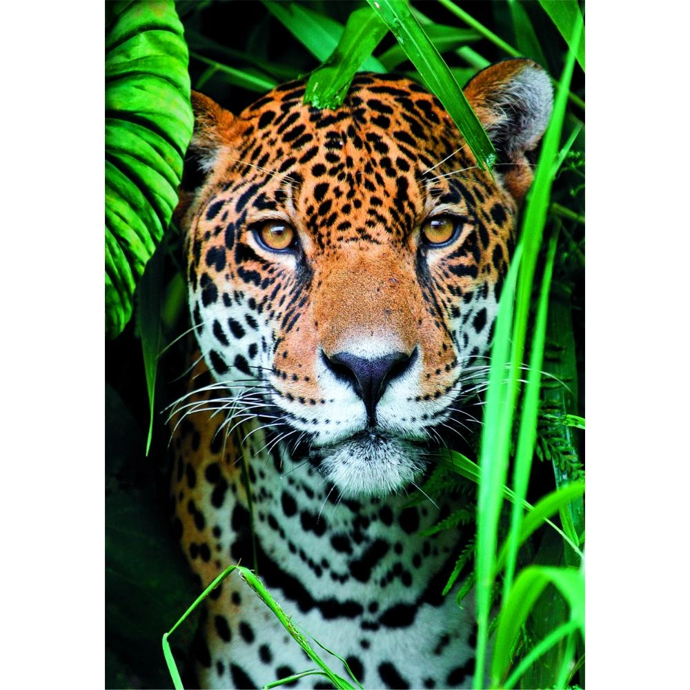 Jaguar In The Jungle Puzzle (527-35541) - 500 pcs