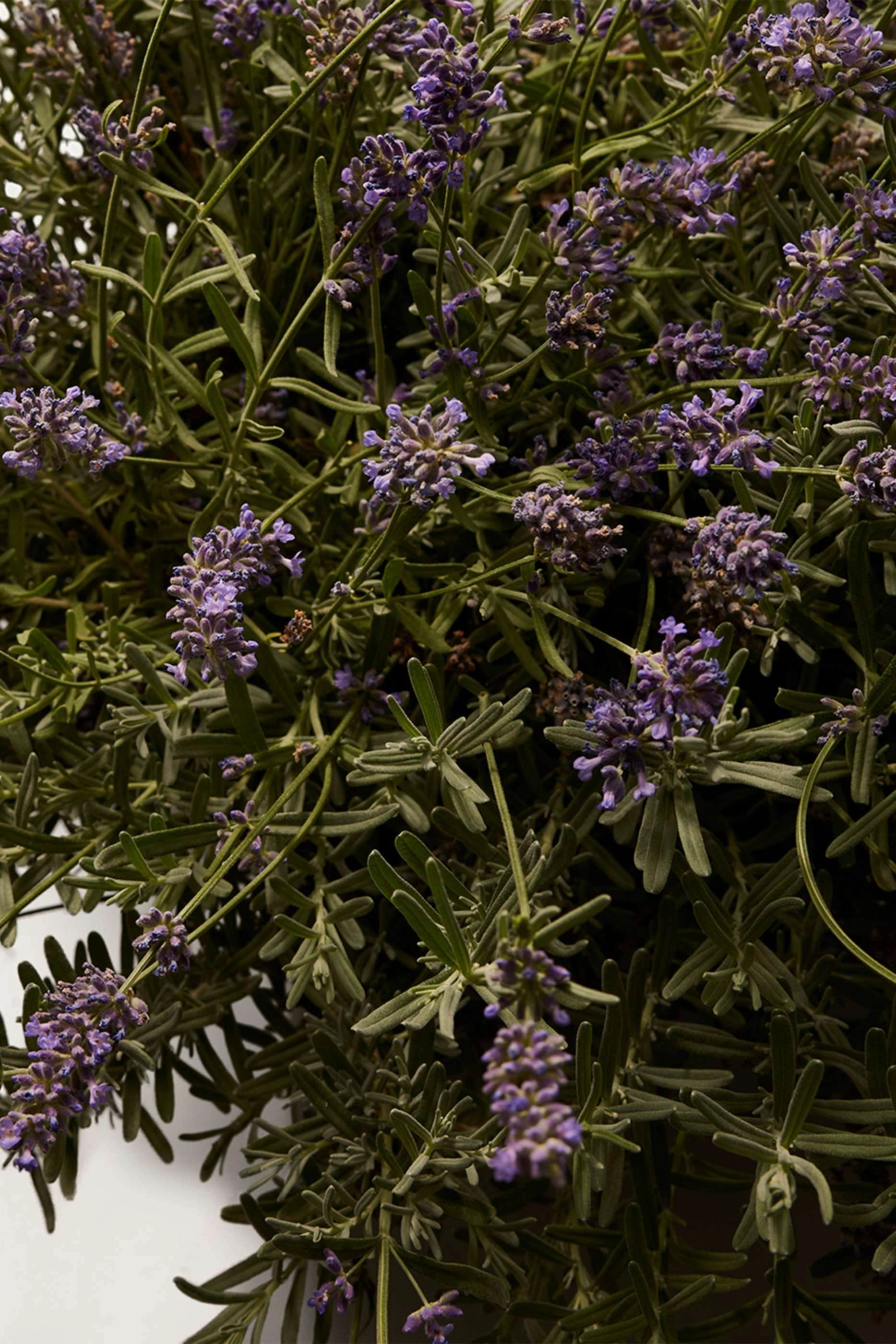 DGVIB3 Eau de Parfum 100ml