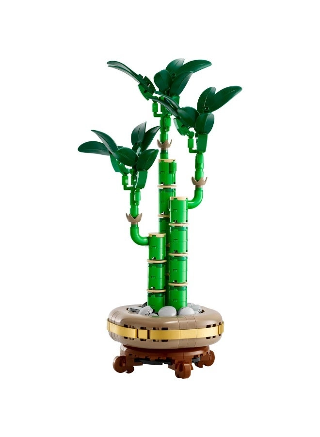Lucky Bamboo (10344) - Botanicals