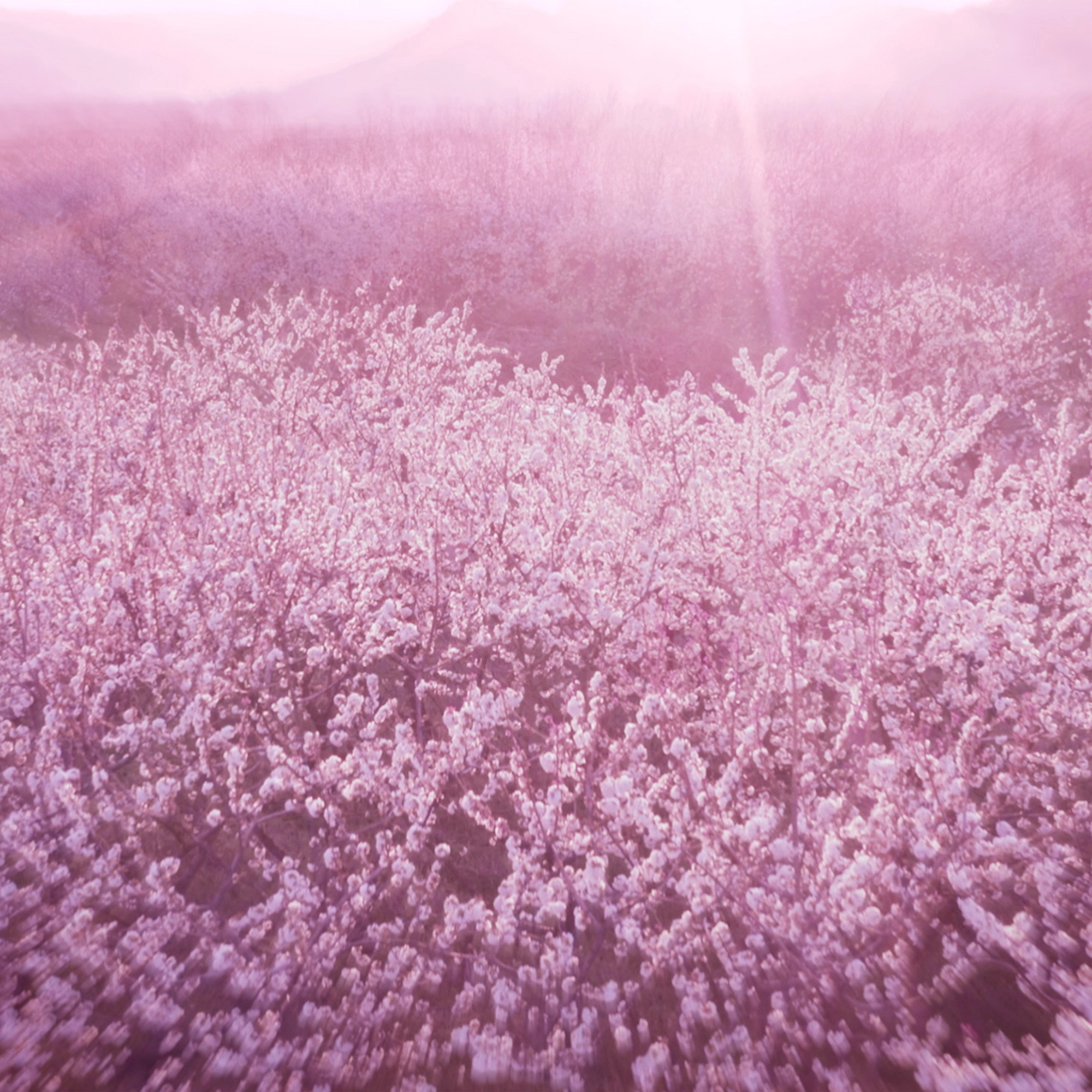 Dream Dusk Eau de Parfum 100ml