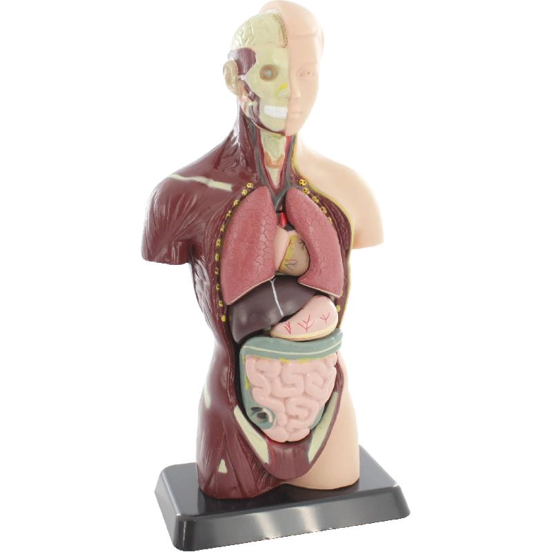 Human Torso Anatomy - 8 Years and Above