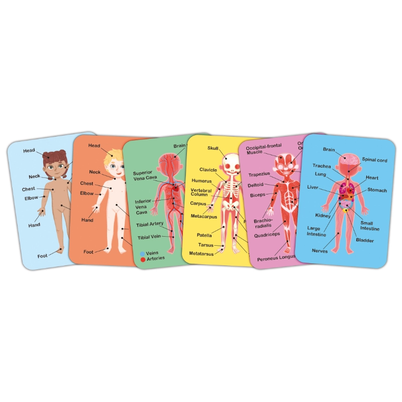Human Body Parts Magnetic Learning Puzzle - Suitable for 3-4 years 68pcs
