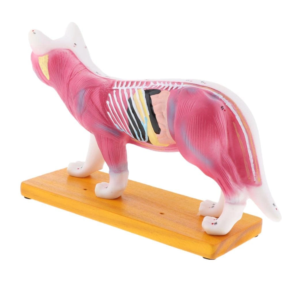 menolana Cat Acupuncture Model - 36 months