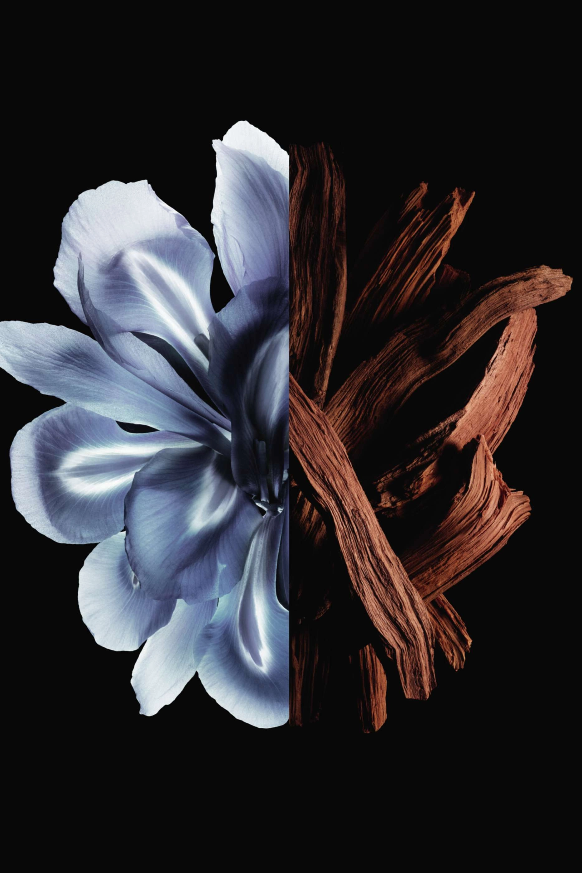 Gentleman Boisée Eau de Parfum 60 ml