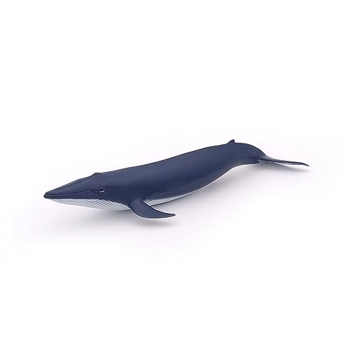 Marine Life - Blue Whale calf (56041)
