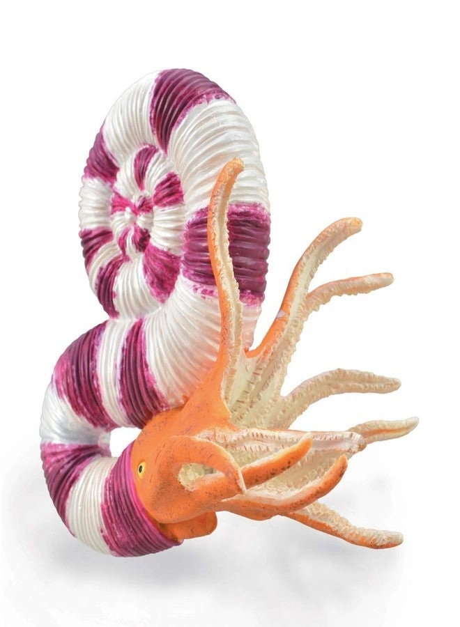 Collecta Pravitoceras
