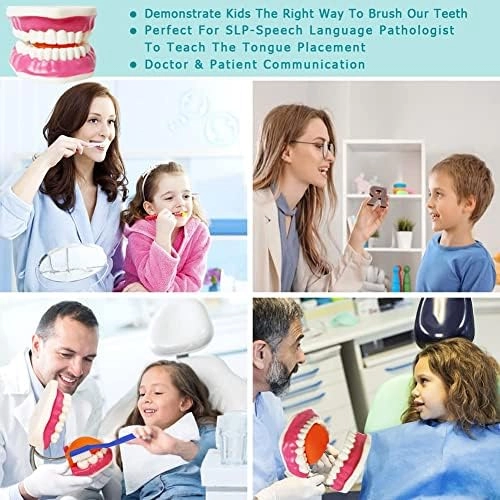 Dental Teeth Care Model