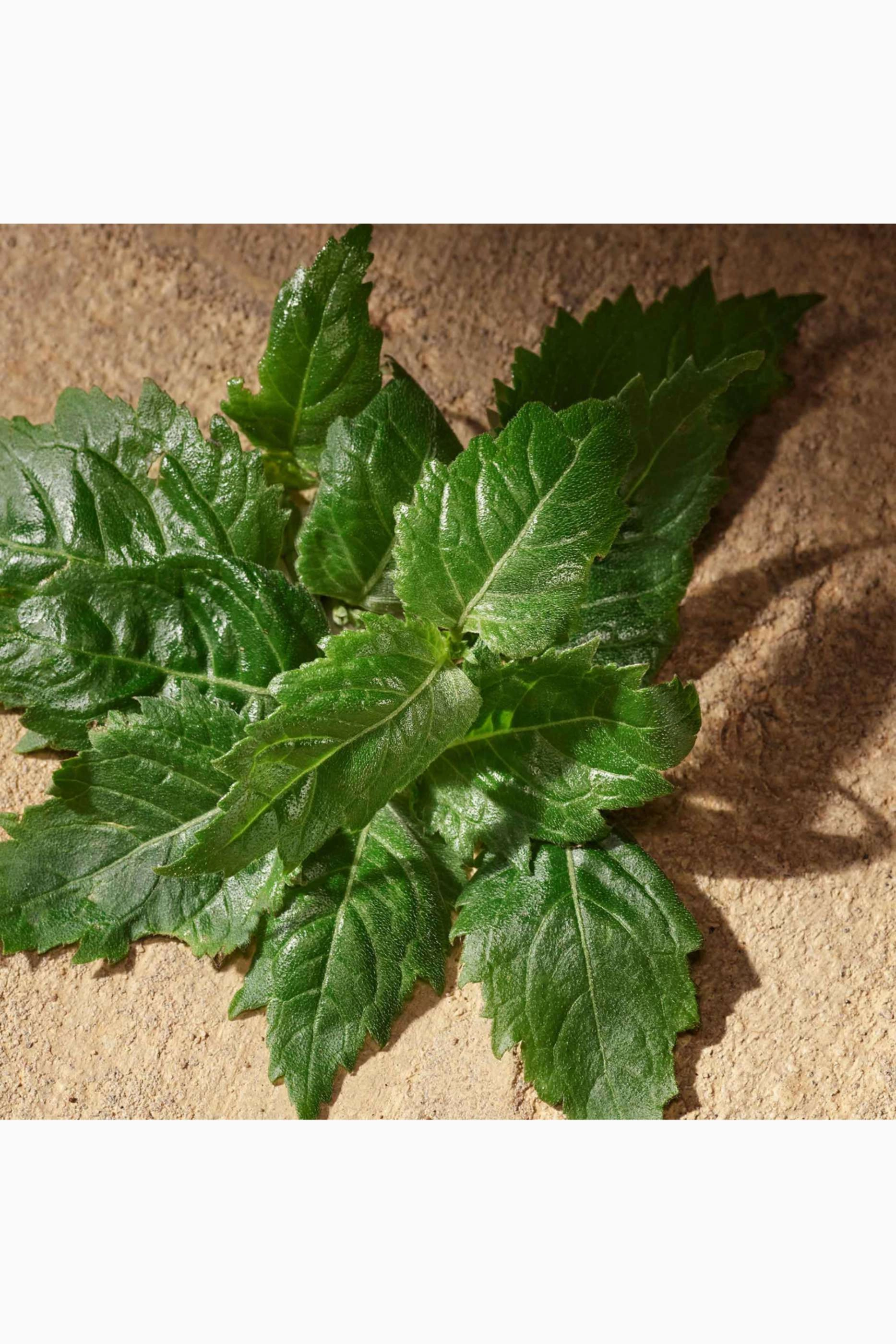 Devotion Eau de Parfum 50ml