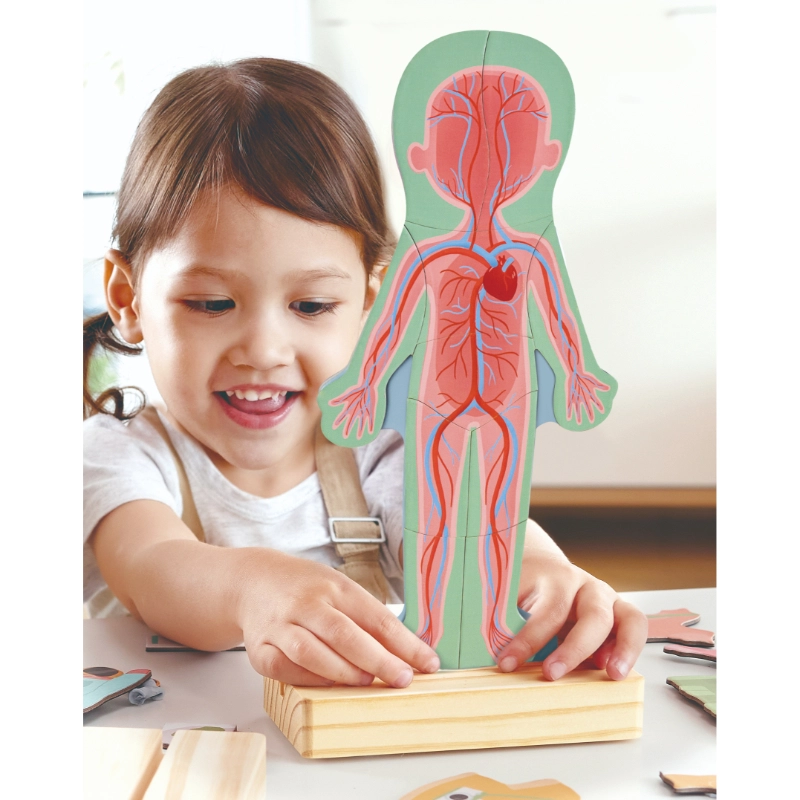 Human Body Parts Magnetic Learning Puzzle - Suitable for 3-4 years 68pcs