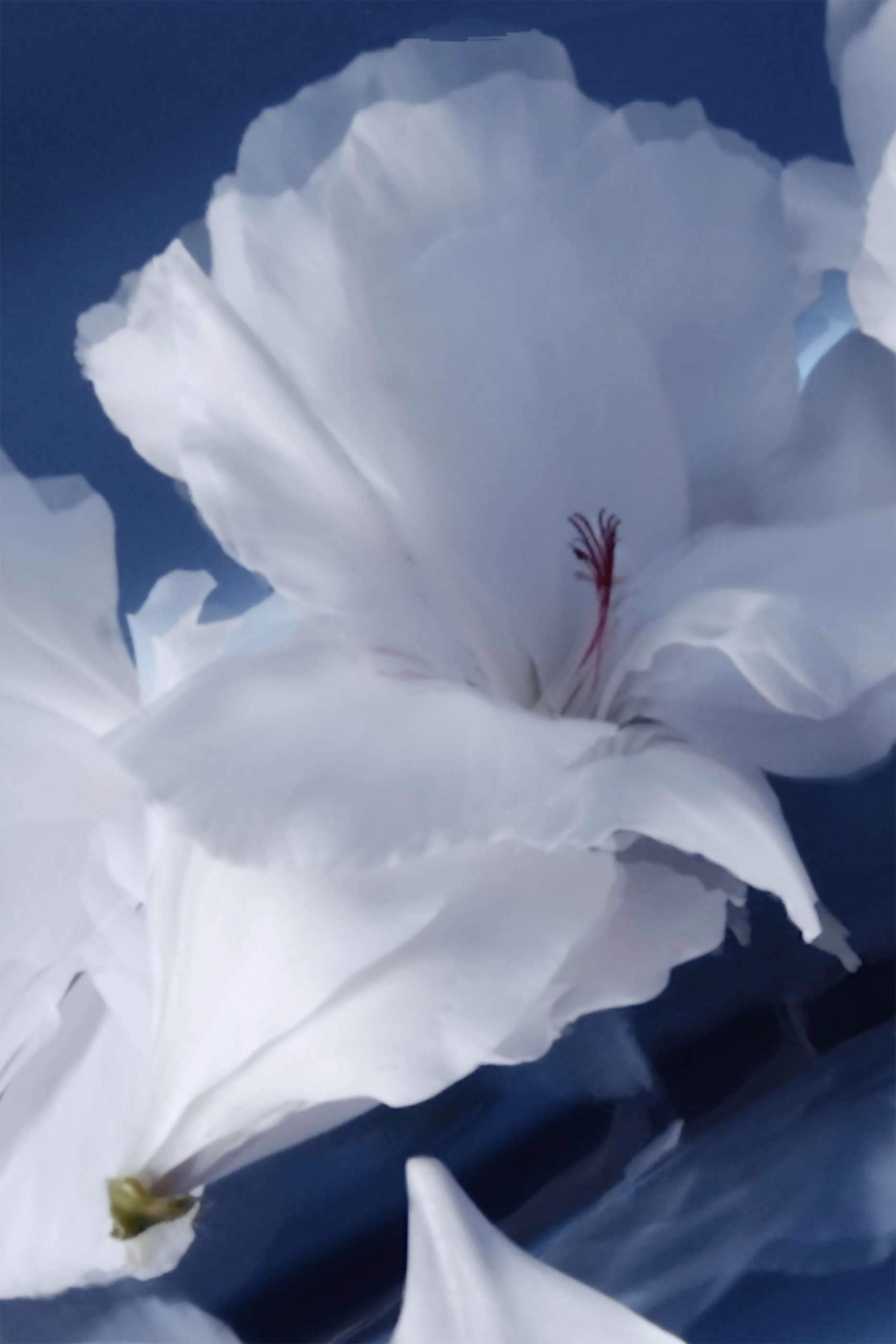 (Refill) Y L'Elixir Eau de Parfum 60ml