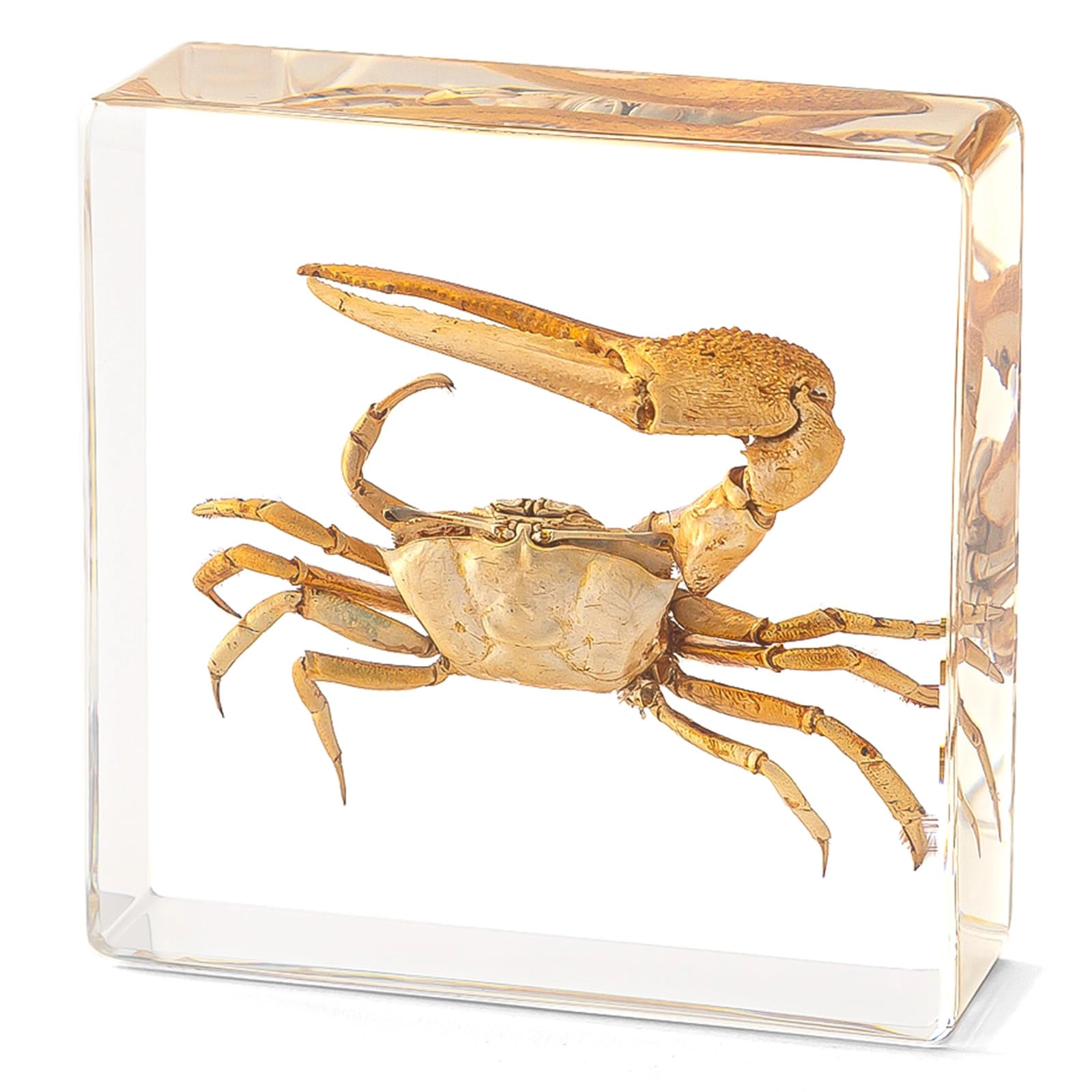 hudirgo Fiddler Crab - high-density resin
