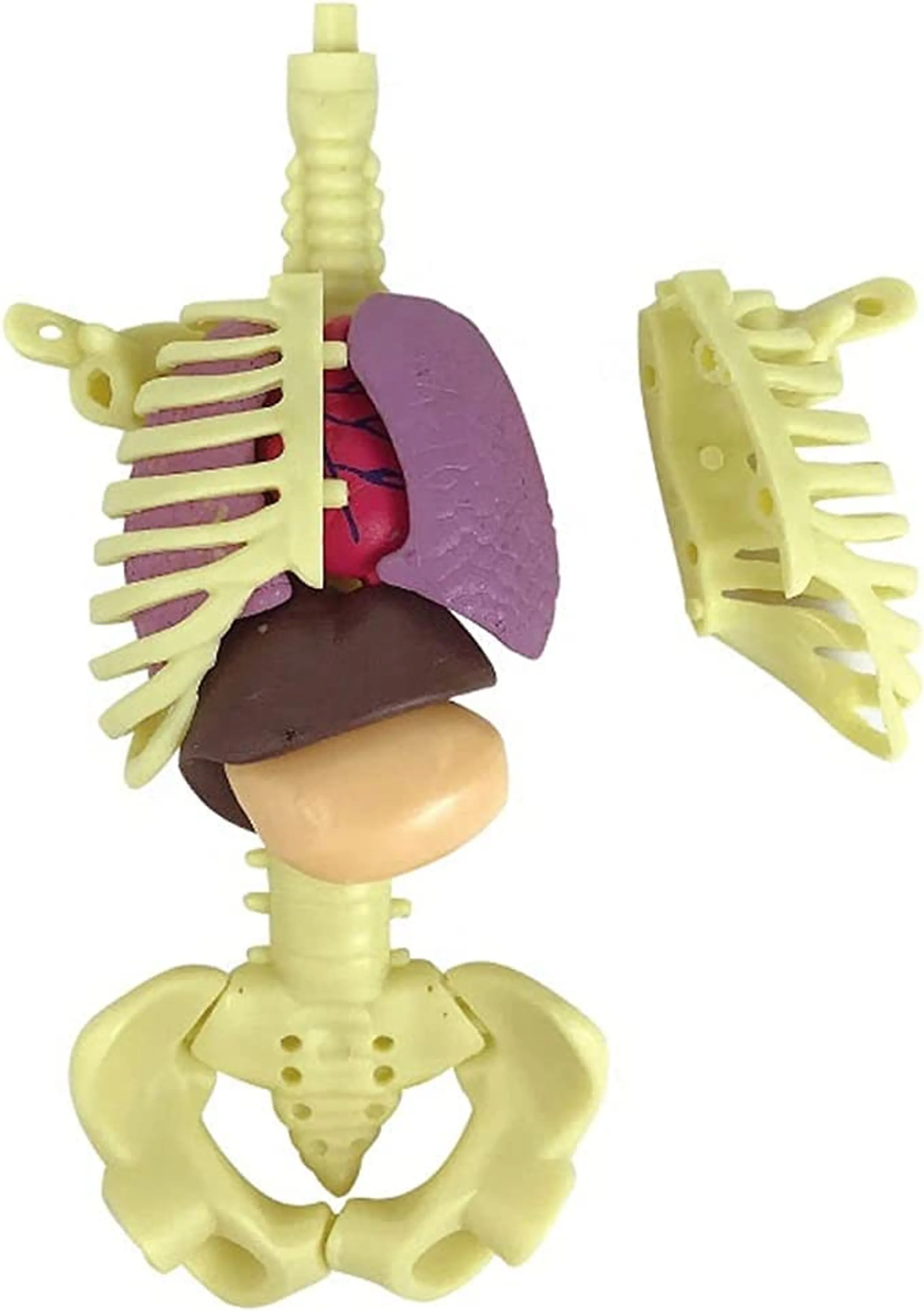 Human Body Anatomy DIY STEM Kit Science - 6 years+